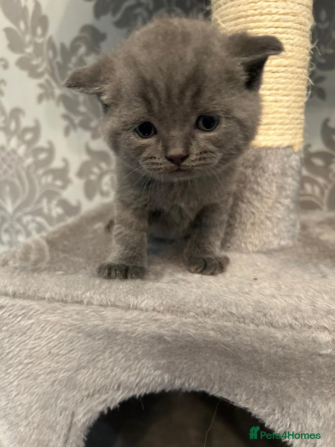 British Shorthair cats for sale: Stunning British shorthair kittens - Image 14