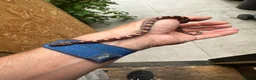 Corn Snake reptiles for sale: 🐍 2026 HATCHLING CORN SNAKES AVAILABLE 🐍 in Hornchurch - Advert 1