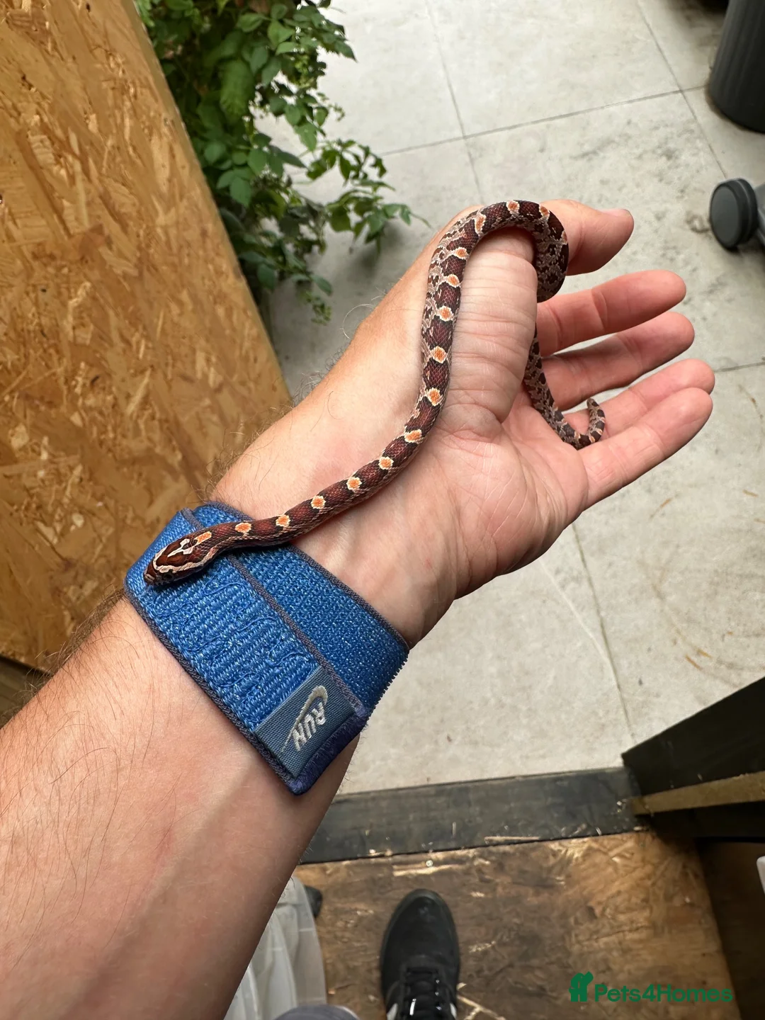 Corn Snake reptiles for sale: 🐍 2026 HATCHLING CORN SNAKES AVAILABLE 🐍 in Hornchurch - Advert 1