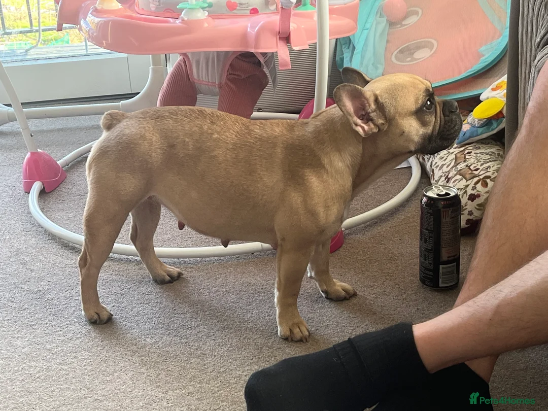 French Bulldog dogs for sale: Minimum of 6 French bulldogs puppies  in Swanscombe - Advert 2