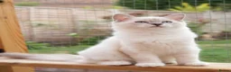 Ragdoll cats for sale: GCCF Registered Ragdoll kittens- 2 neutered boys - Advert 26