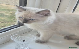 Ragdoll cats for sale: 6 Purebred Blue Point Ragdoll Kittens - Image 3