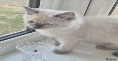 Ragdoll cats - Advert 6