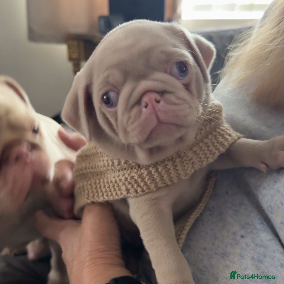 Pug dogs for sale: Pink Pug Puppies Available - Image 4