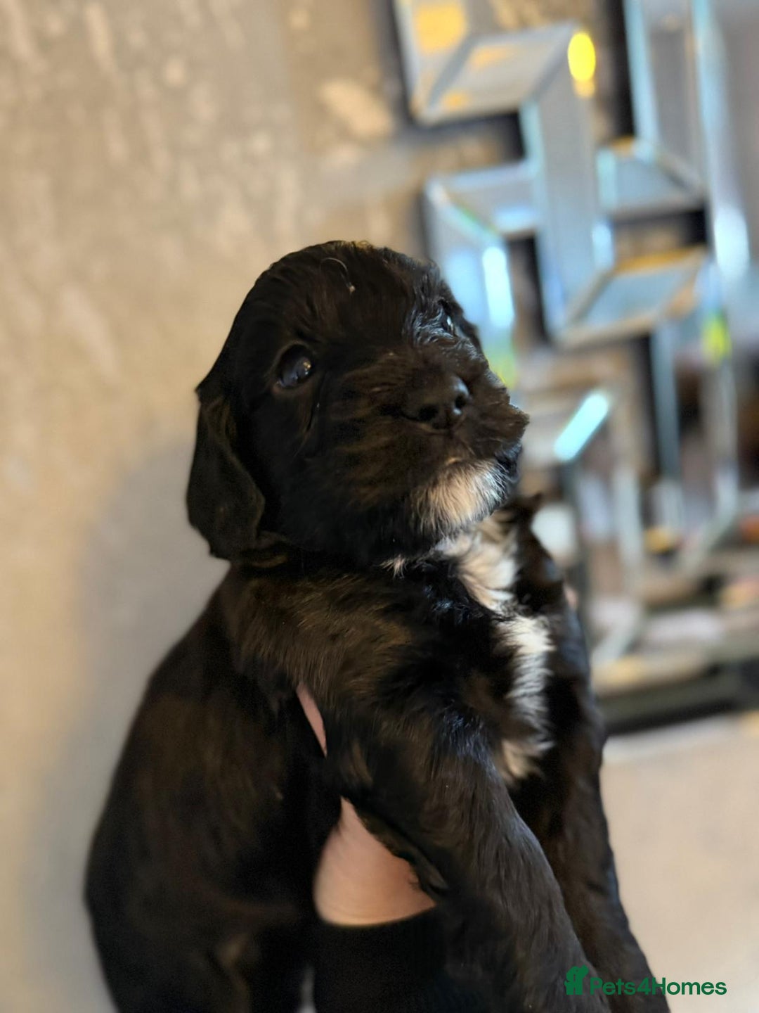 Cockapoo dogs for sale: Cockapoo puppies  - Image 8