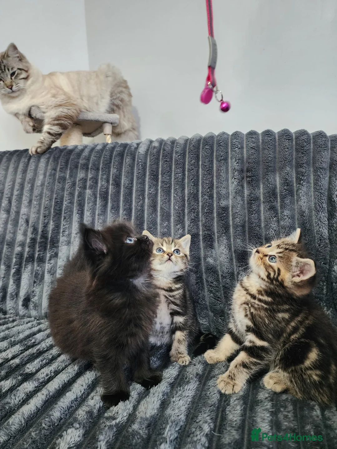 Ragdoll cats for sale:  Gorgeous ragdoll Kittens for Sale  - Advert 2