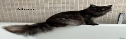 Maine Coon cats for sale: TICA & Council Licensed black smoke female kitten - Advert 14