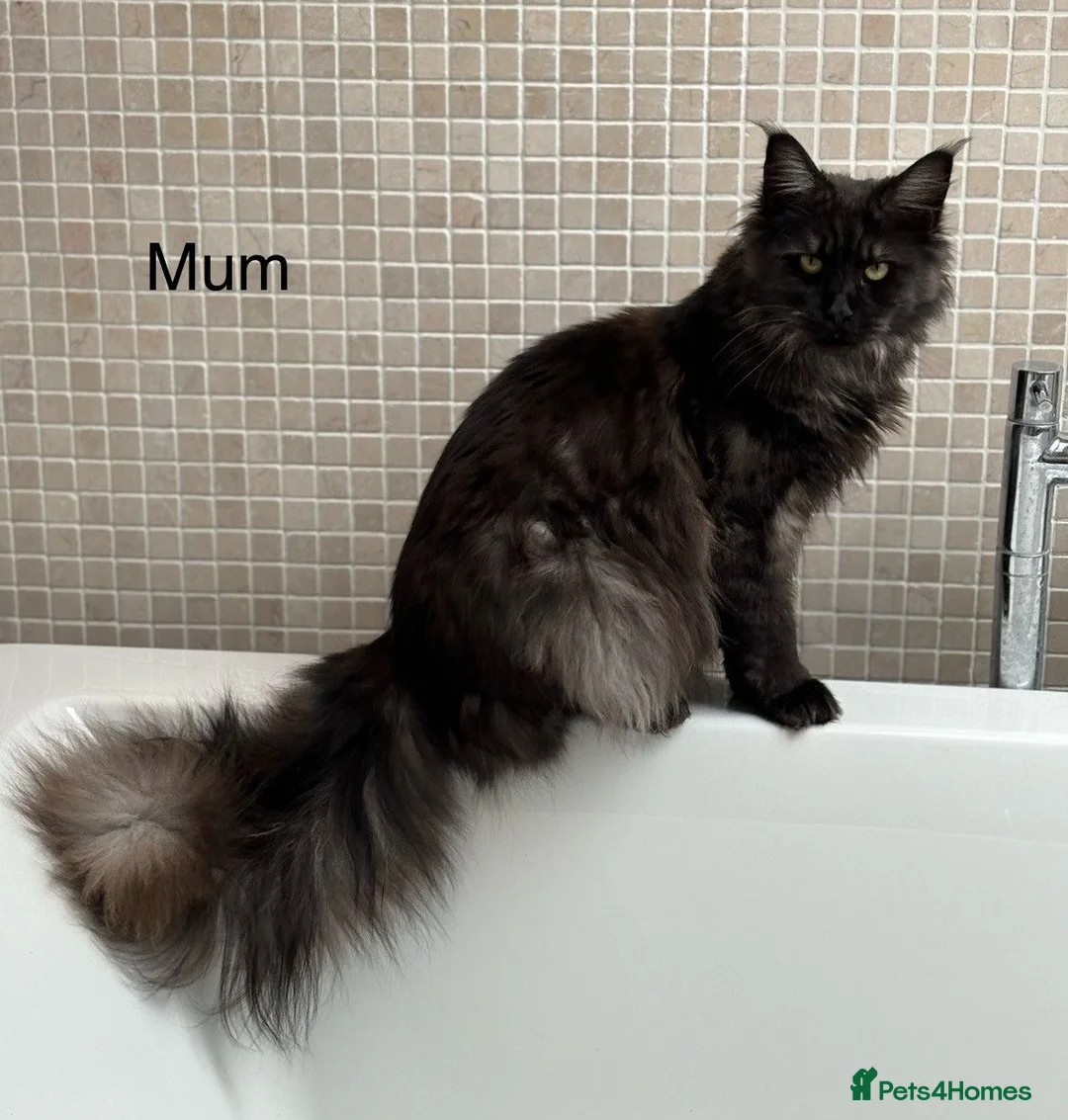 Maine Coon cats for sale: TICA & Council Licensed black smoke female kitten - Advert 14