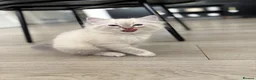Ragdoll cats for sale: 6 ragdoll kittens  - Advert 2