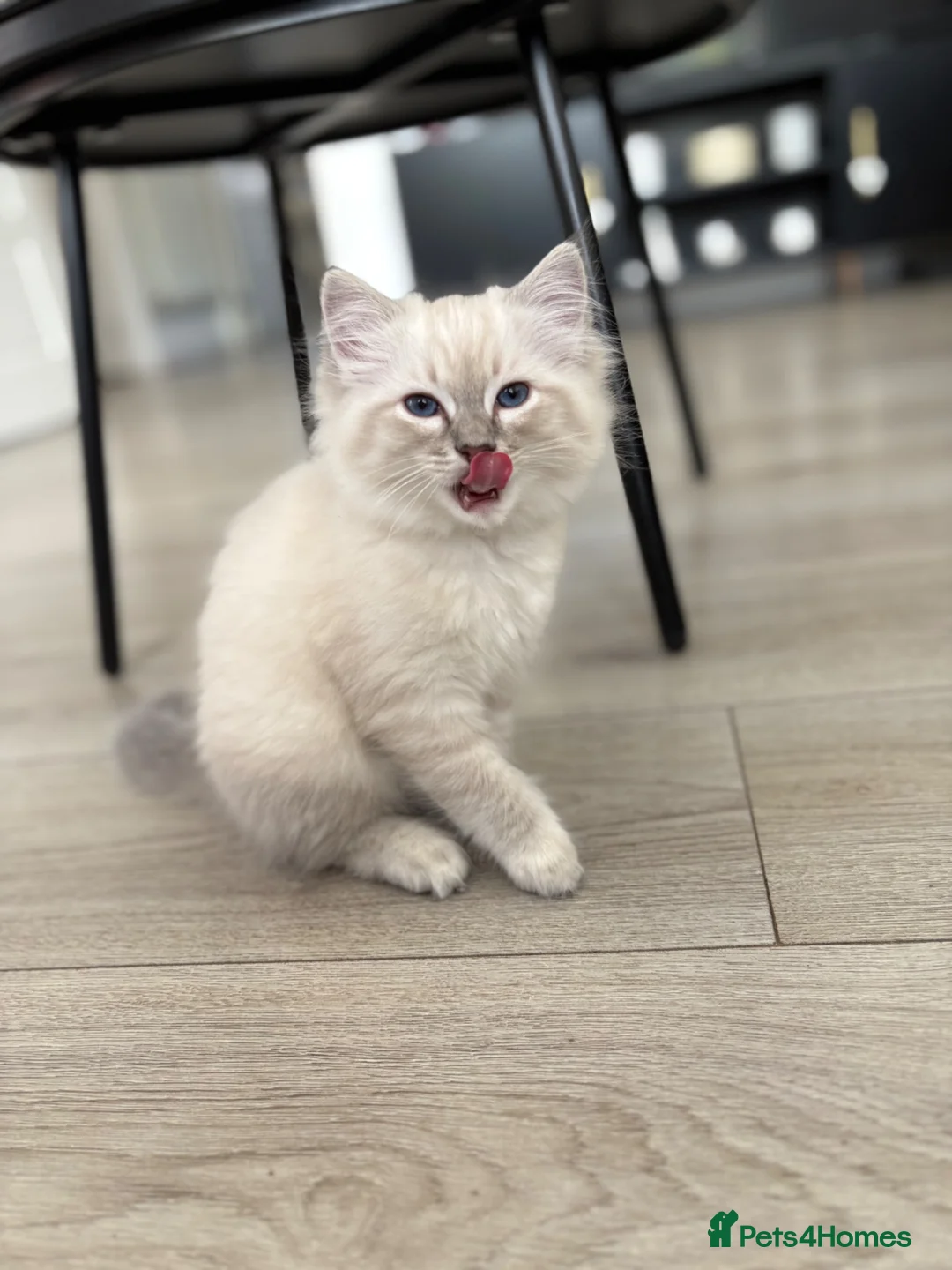 Ragdoll cats for sale: 6 ragdoll kittens  - Advert 2