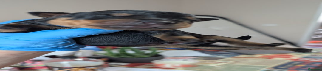 Rottweiler Puppy 1