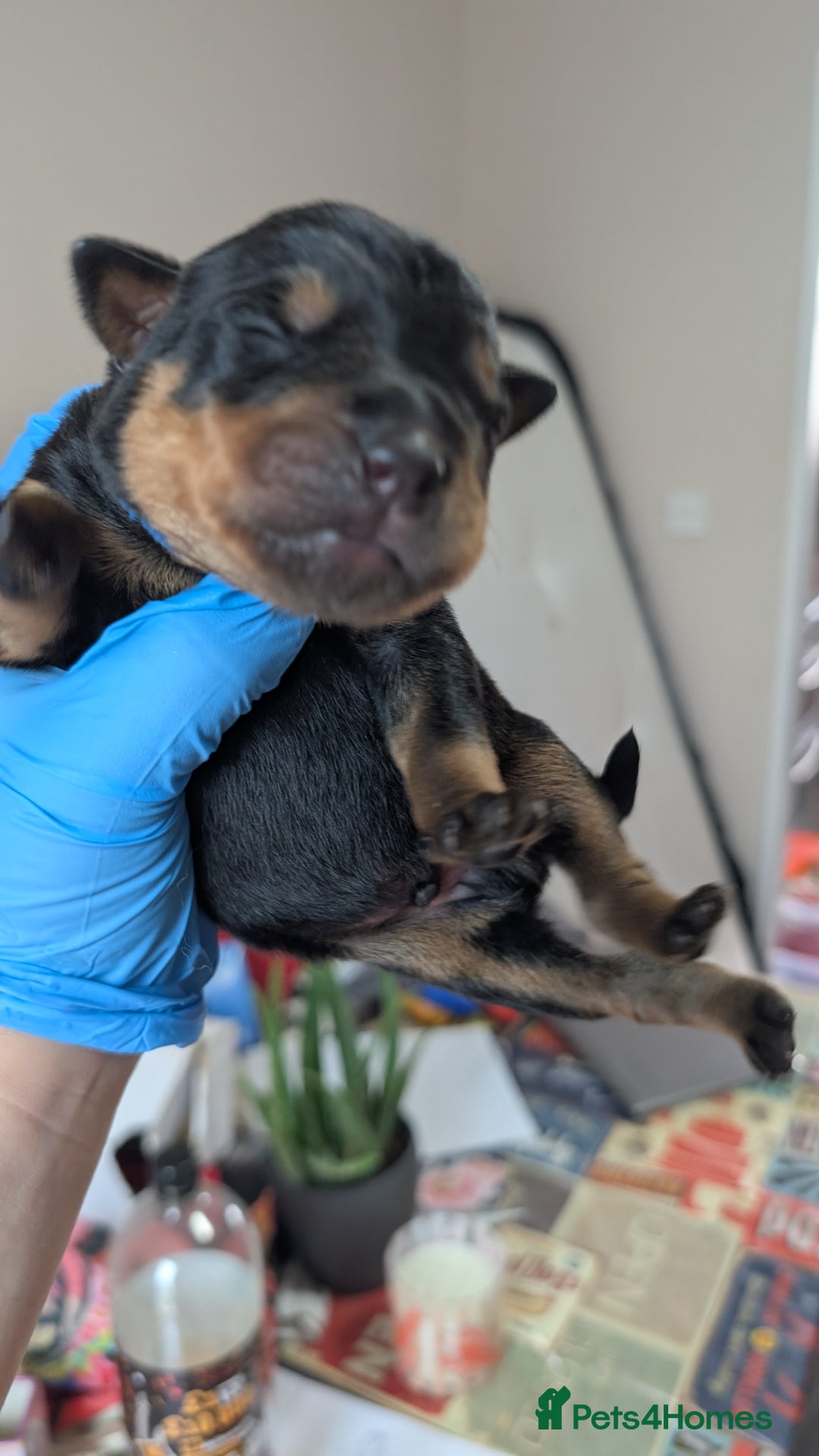 Rottweiler dogs for sale: Rottweiler puppies  - Image 5