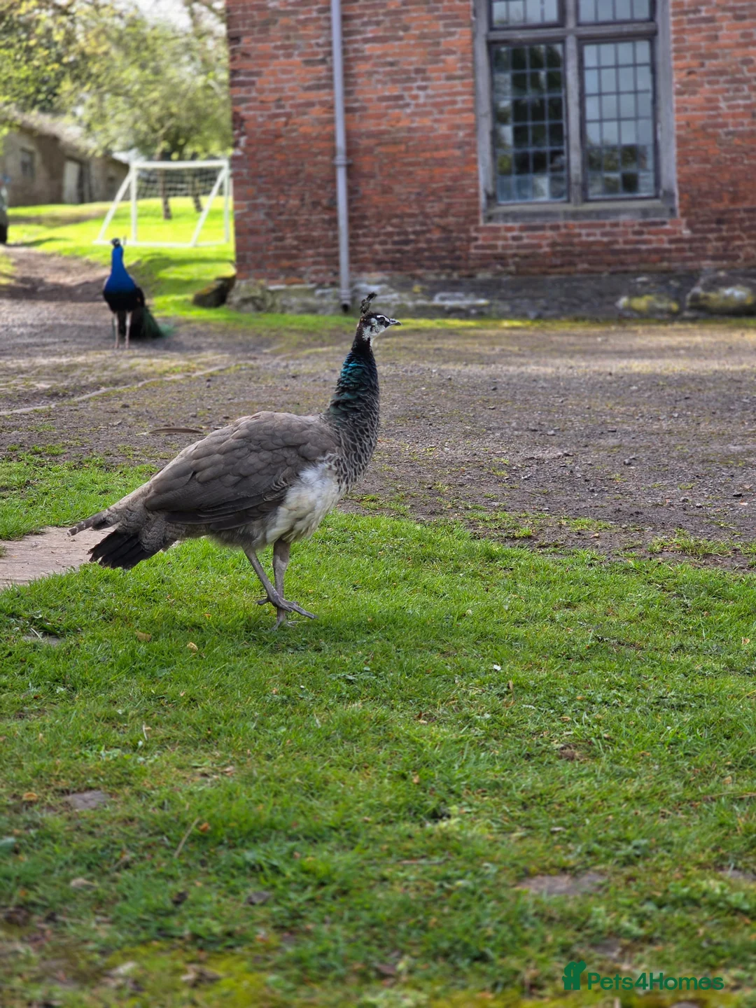 Peafowl poultry for sale: Peacocks and Peahens in Abergavenny - Advert 5