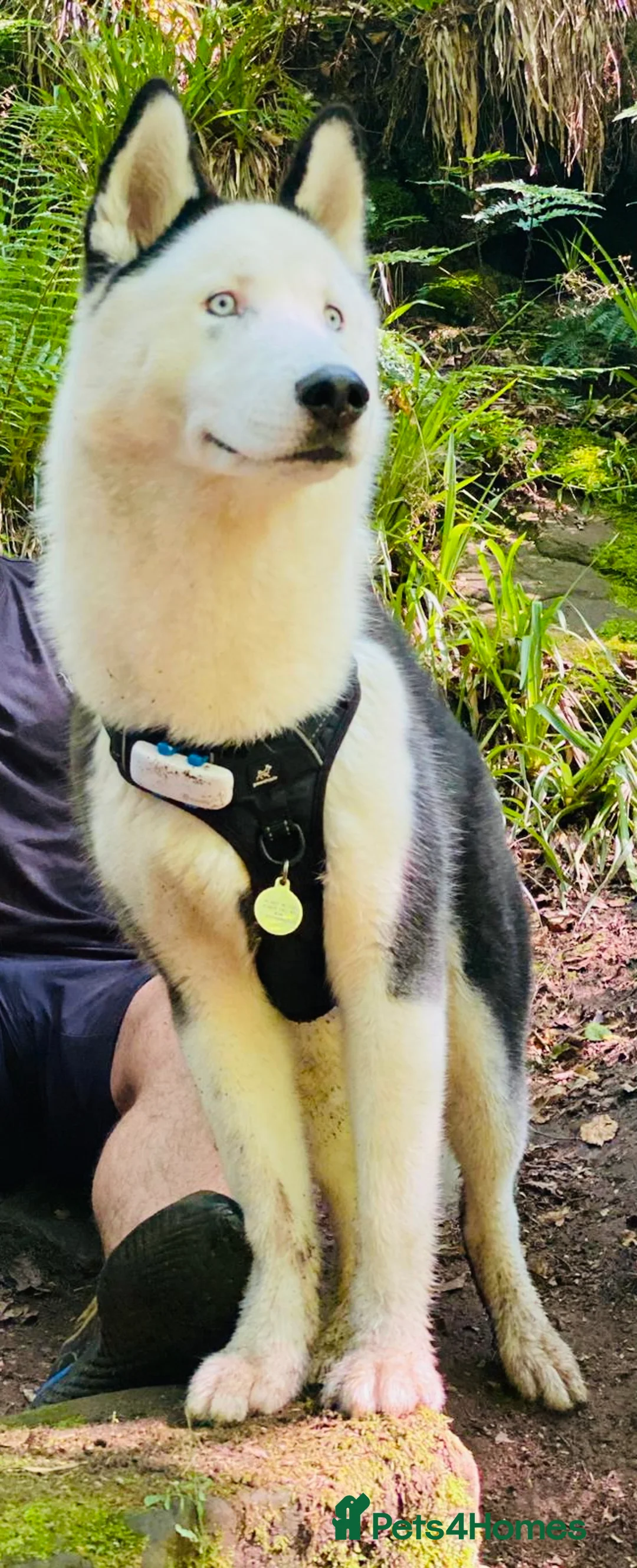 Siberian Husky dogs for stud: Stunning Blue eye Sibrian Husky for Stud (Proven) in Liverpool - Advert 5