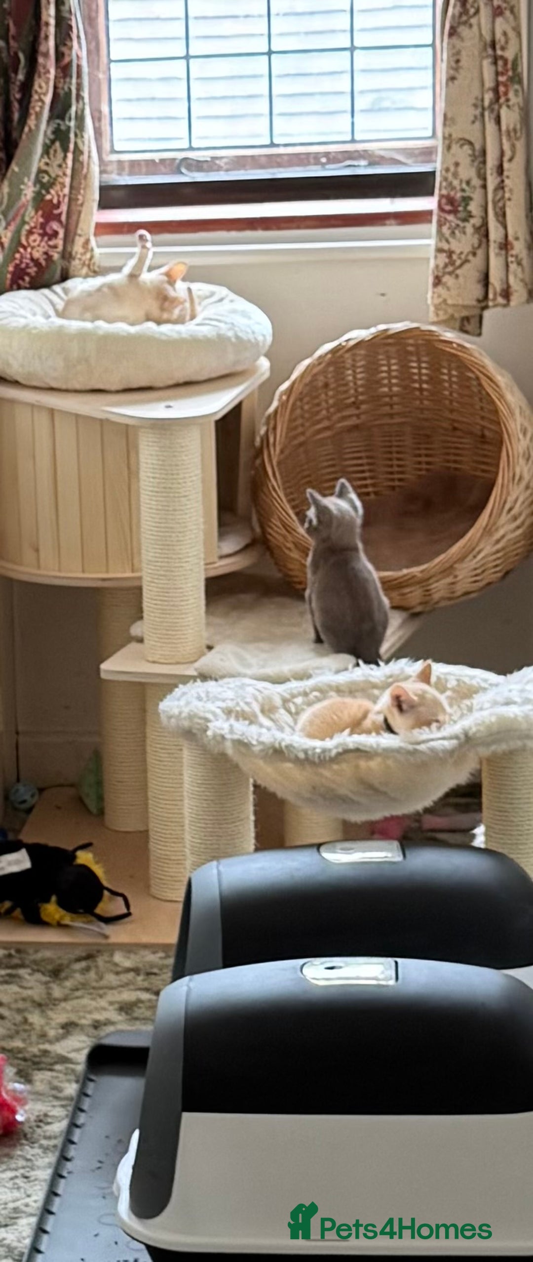Burmese cats for sale: A fantastic litter of 7 Burmese babies  - Image 7