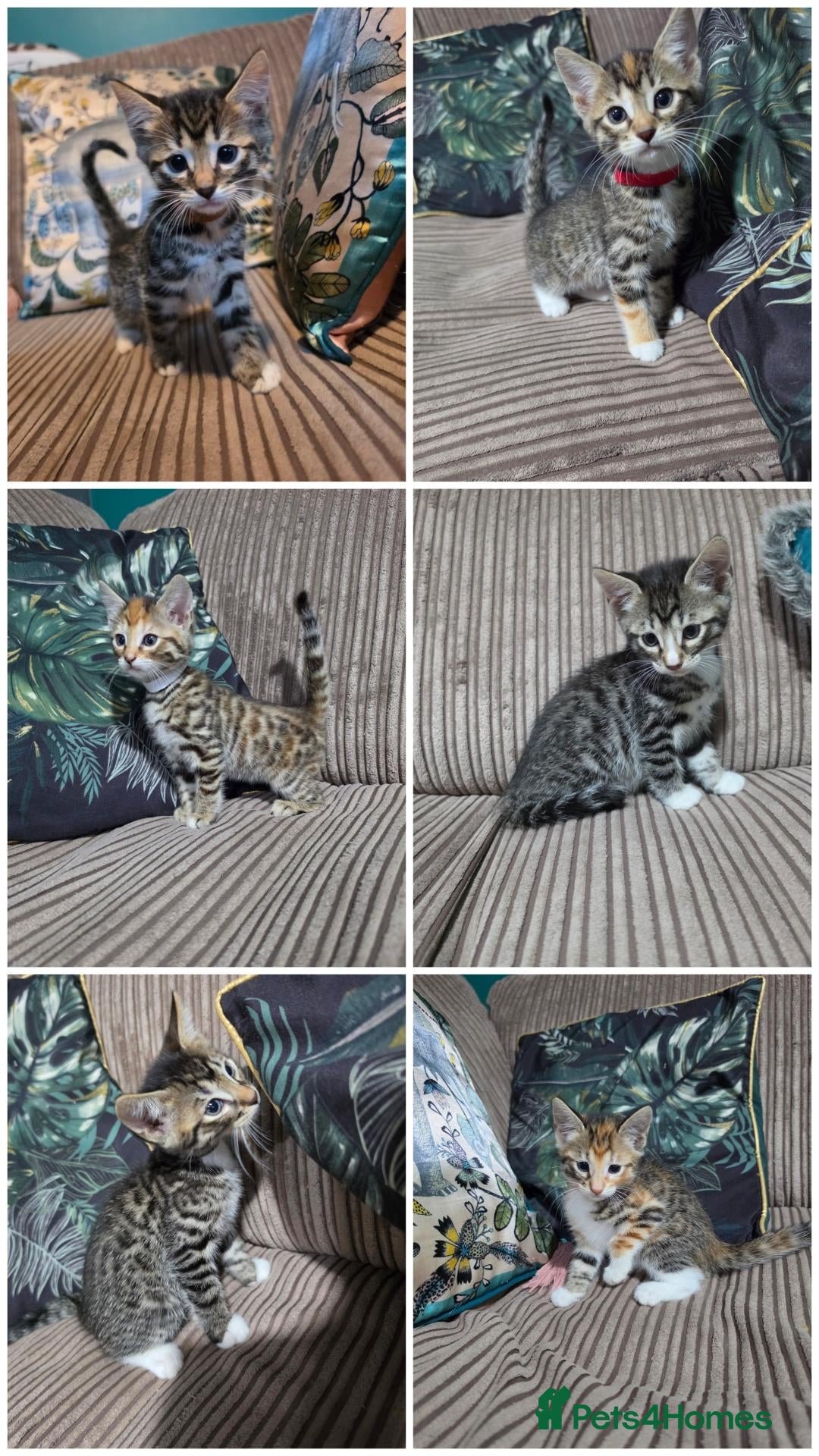 Bengal cats Bengal X DLH kittens  - Advert 6