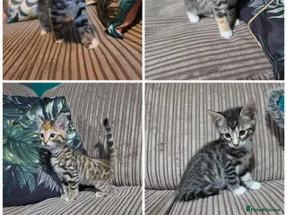 Bengal cats Bengal X DLH kittens - Advert 6