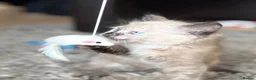 Ragdoll cats for sale: Gorgeous ragdoll x kitten available now - Advert 3