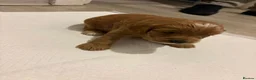 Sproodle dogs for sale: Sproodle puppies - Advert 8