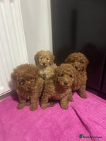 Cockapoo dogs Beautiful cockapoos - Advert 7