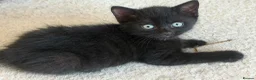 Mixed Breed cats for sale: 4 kittens for sale - see description for prices  - Advert 12