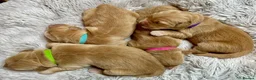 Golden Retriever dogs for sale: Adorable litter of 4 Golden Retriever puppies - Advert 4
