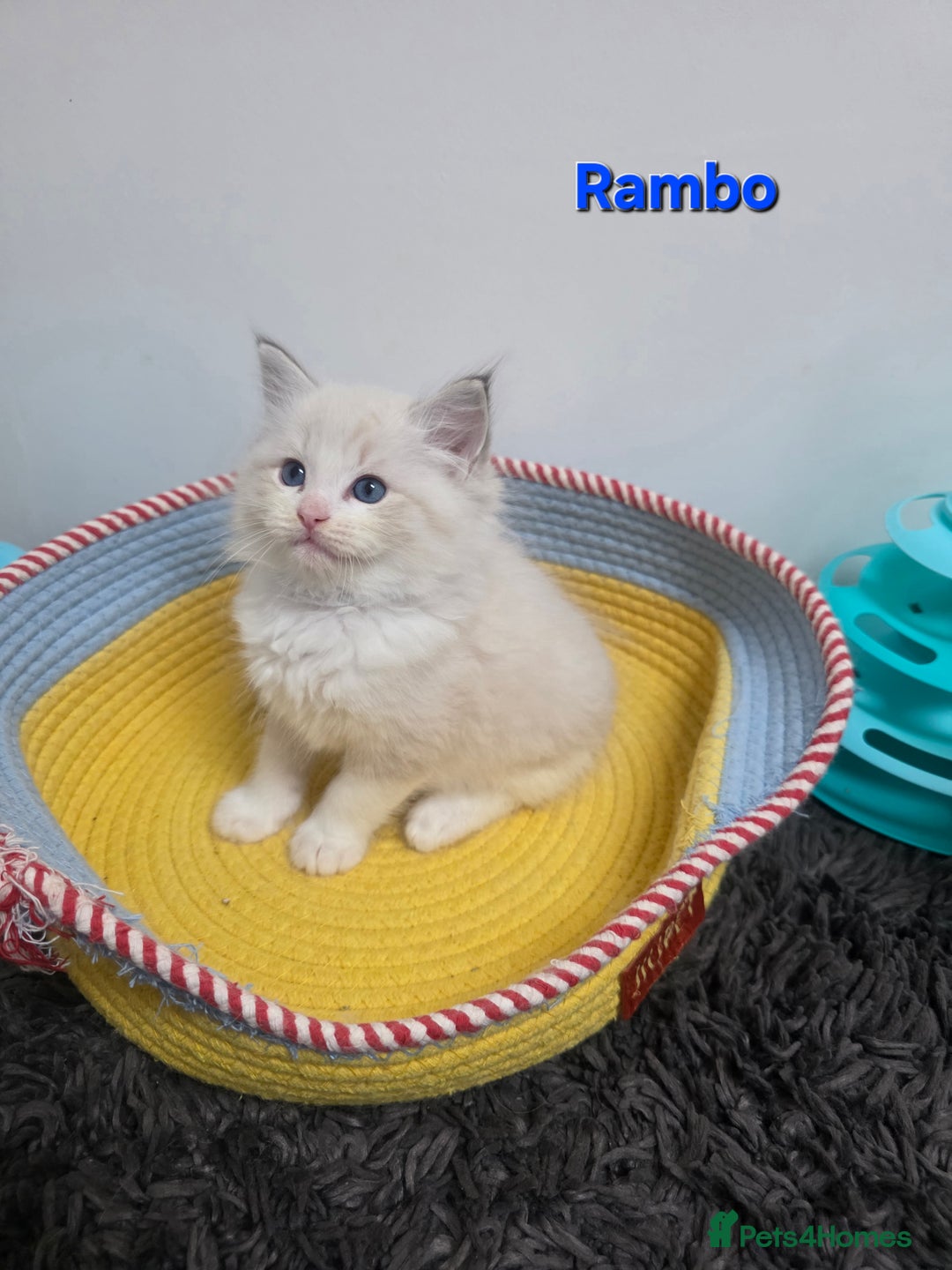 Ragdoll cats for sale: GCCF registered ragdoll kittens  - Advert 26