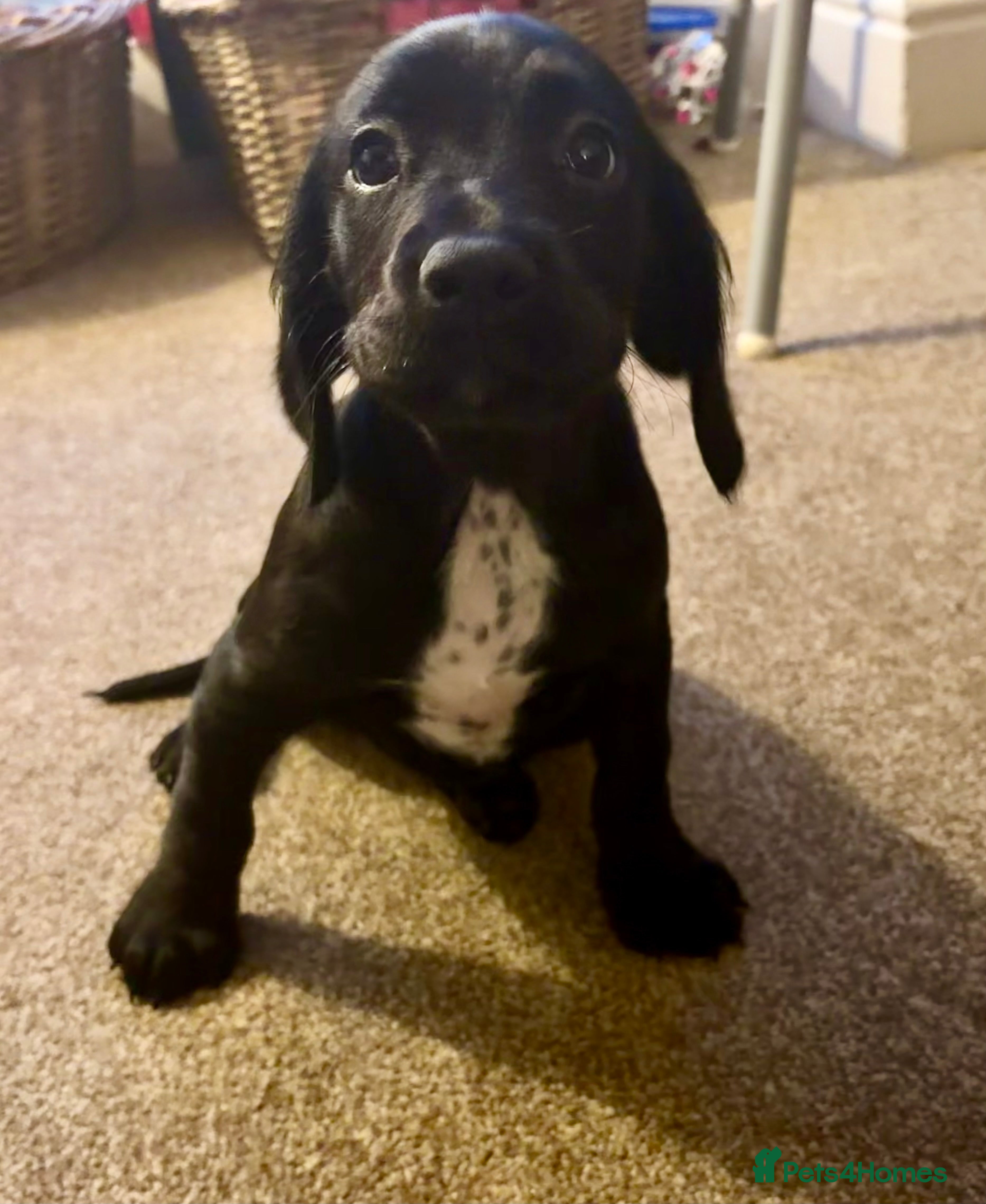 Mixed Breed dogs Sprockerdor bitch pup *READY NOW* - Advert 2