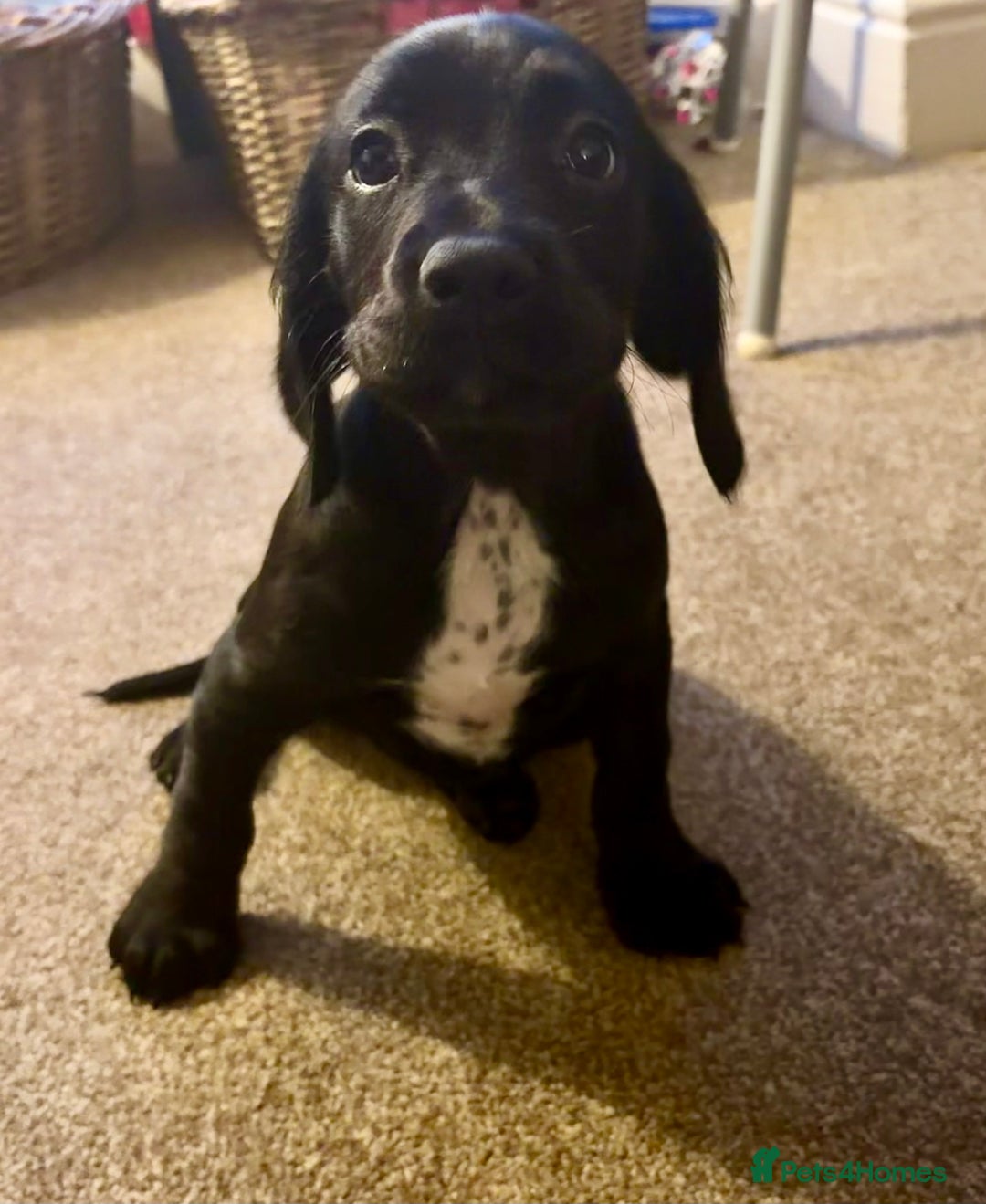 Mixed Breed dogs for sale: Sprockerdor bitch pup *READY NOW* - Advert 1