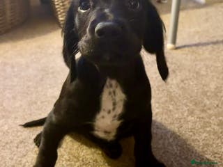 Mixed Breed dogs Sprockerdor bitch pup *READY NOW* - Advert 1