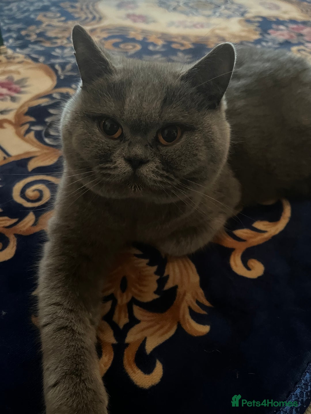 British Shorthair cats for sale: British Shorthair kittens  - Advert 7