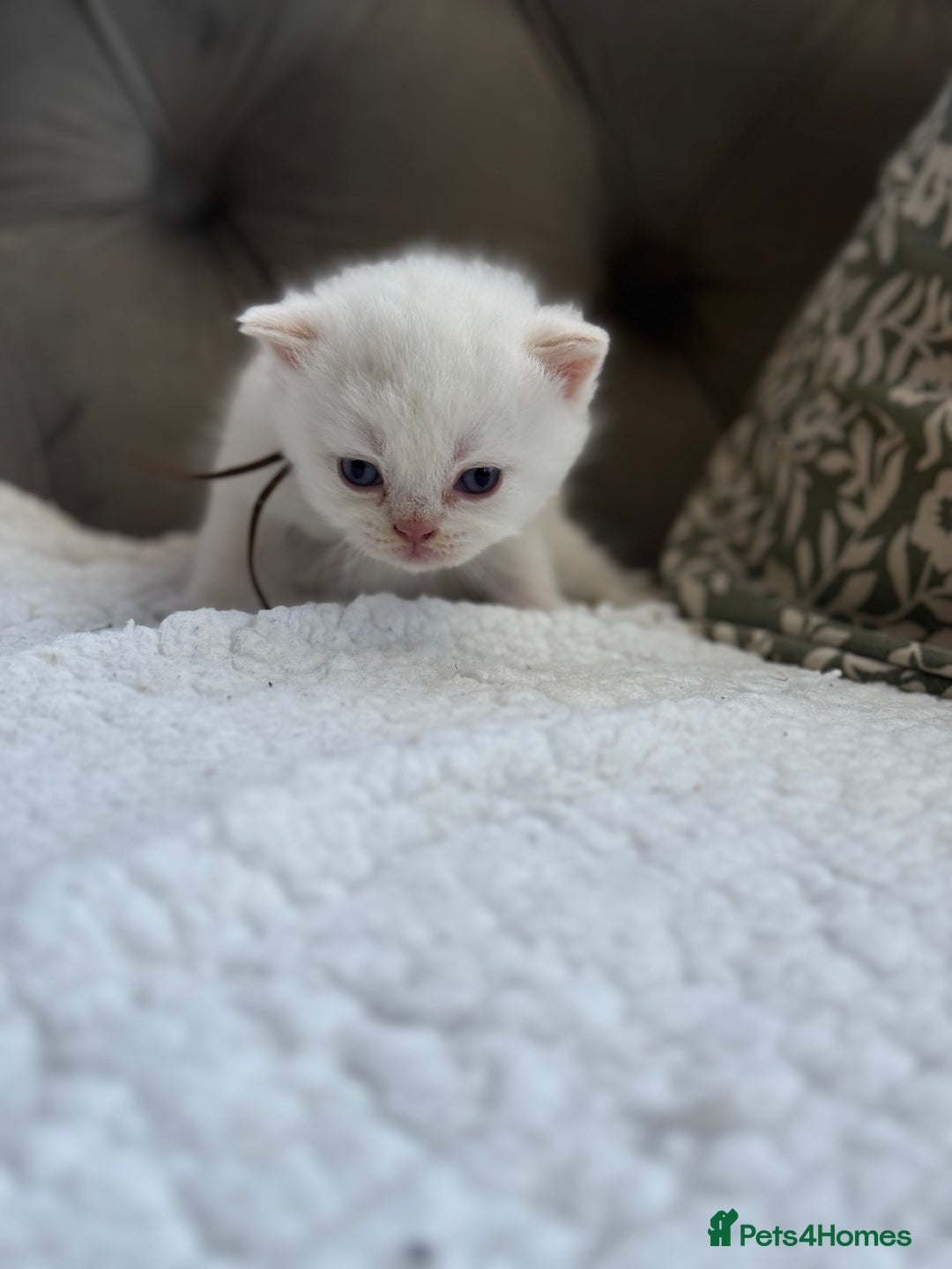 British Shorthair cats for sale: 5 lilac colour point kittens  - Advert 26