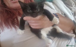 Mixed Breed cats for sale: Kittens - Image 32