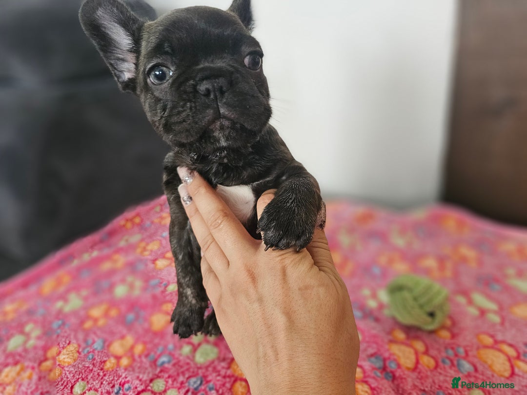 French Bulldog dogs for sale: French bulldog puppies  - Advert 35
