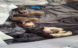 American Bull Staffy dogs for sale: American Bulldog - Image 1