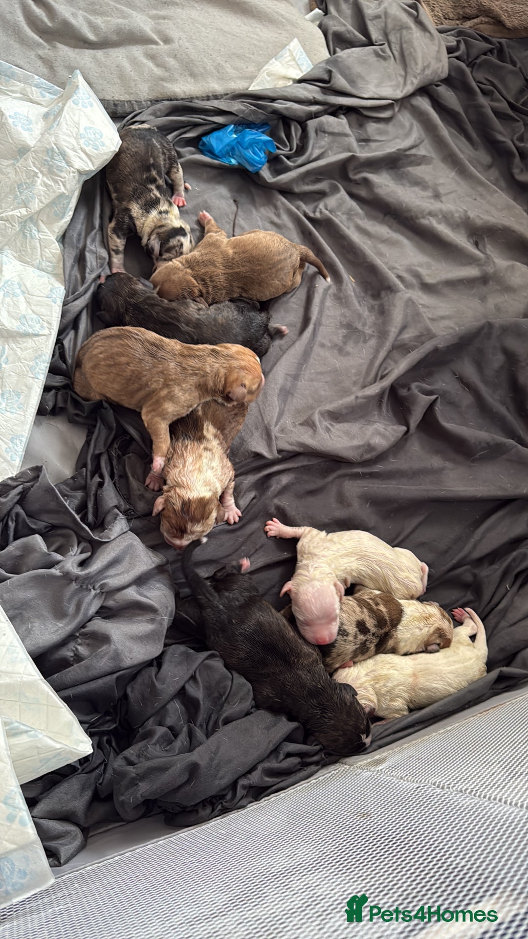 American Bull Staffy dogs for sale: American Bulldog - Image 1