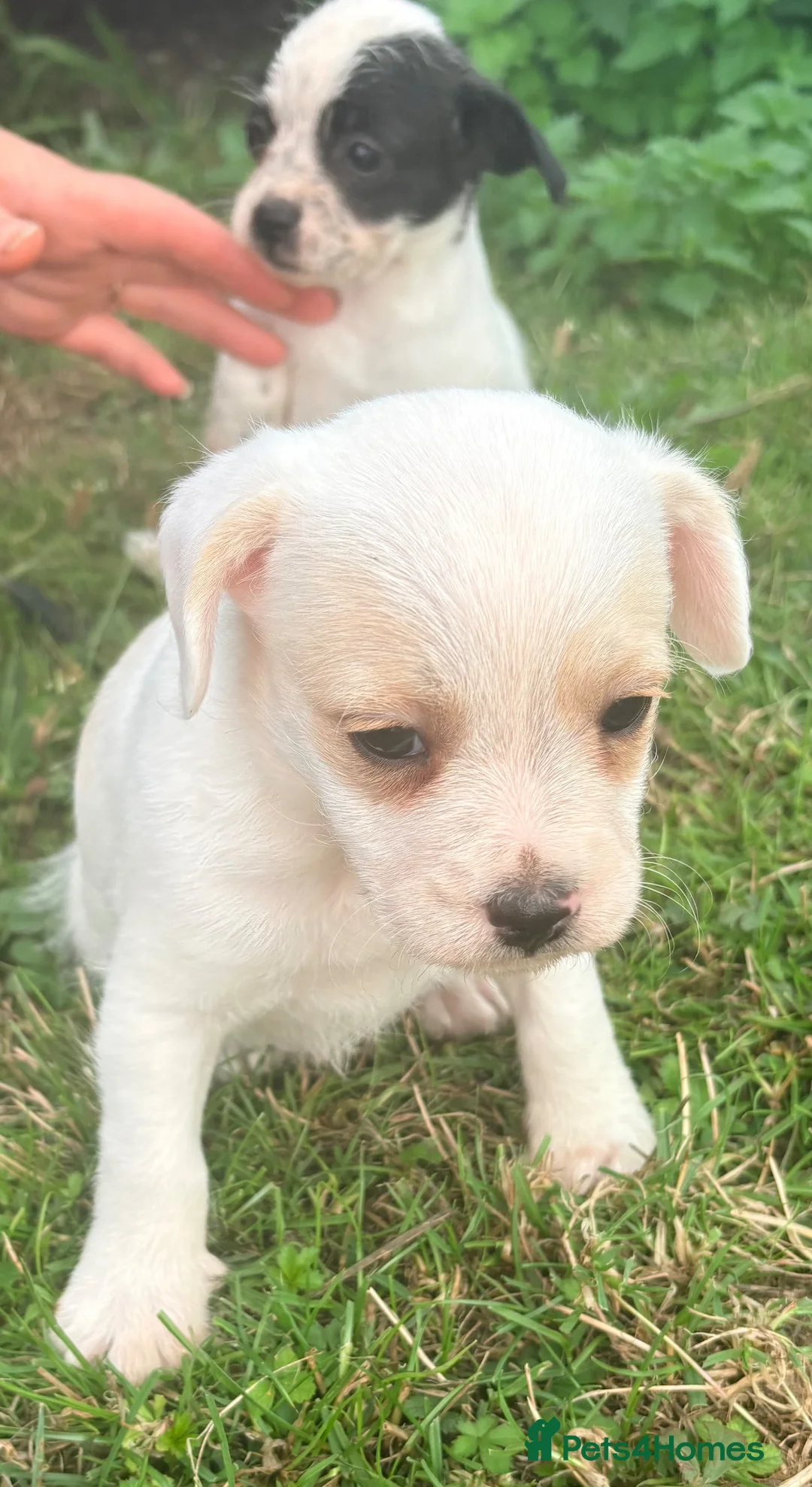Mixed Breed dogs for sale: Frenchie cross poodle - Advert 7