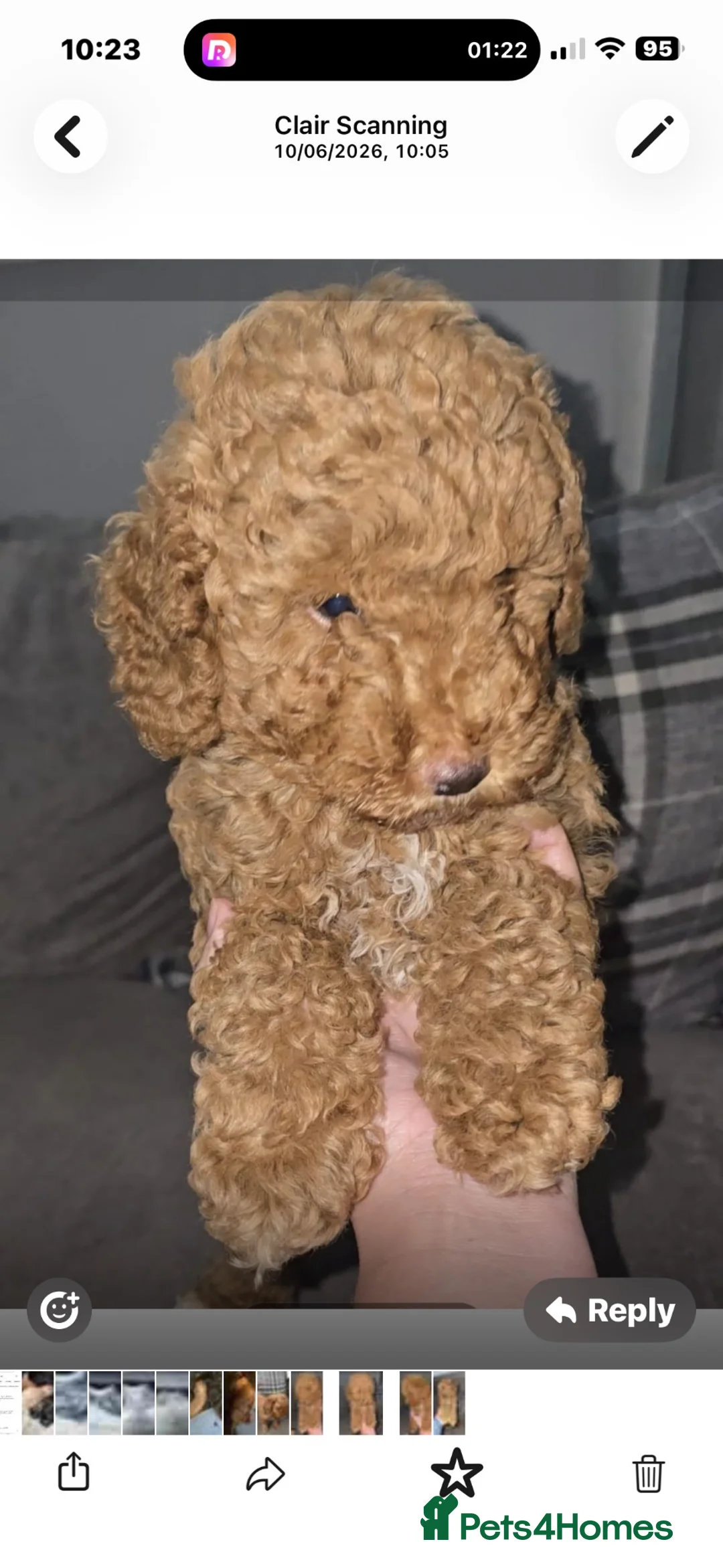 Toy Poodle dogs for sale: Kc registered toy poodle dark apricot/go lighter  - Advert 2