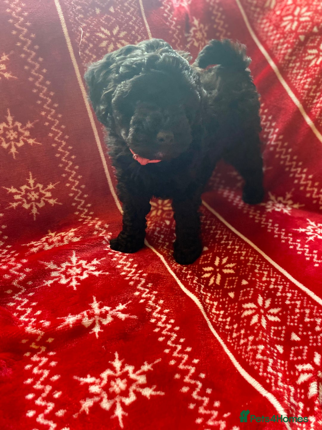 Toy Poodle dogs for sale: Reduced Remaining Toy poodle kc registered  - Advert 13
