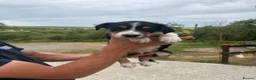 Border Collie dogs for sale: Working tri coloured collie pups - Advert 5