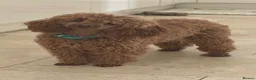 Toy Poodle dogs for sale: Gorgeous toy poodle x Asian toy poodle DNA tested - Advert 2