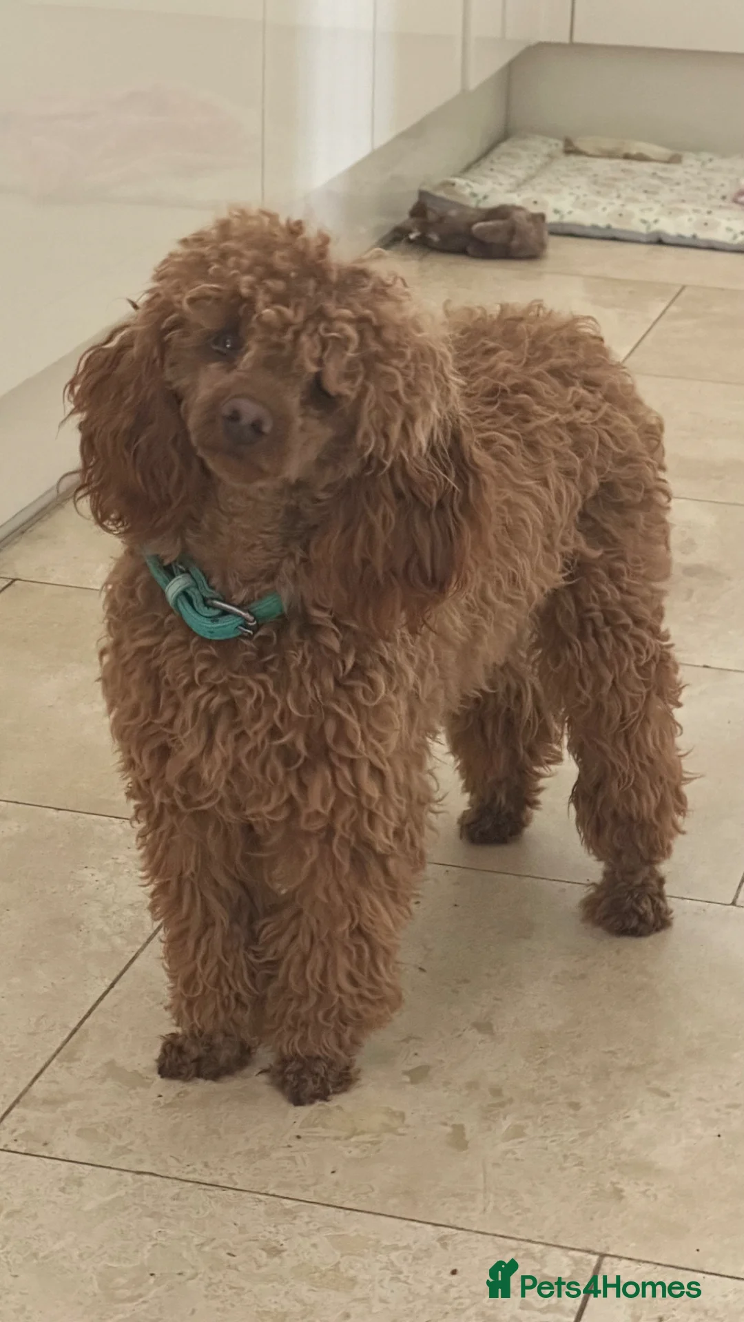 Toy Poodle dogs for sale: Gorgeous toy poodle x Asian toy poodle DNA tested - Advert 2