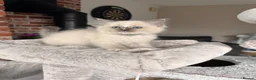Ragdoll cats for sale: Ready Now! Beautiful Ragdoll Kittens! Xx  - Advert 13
