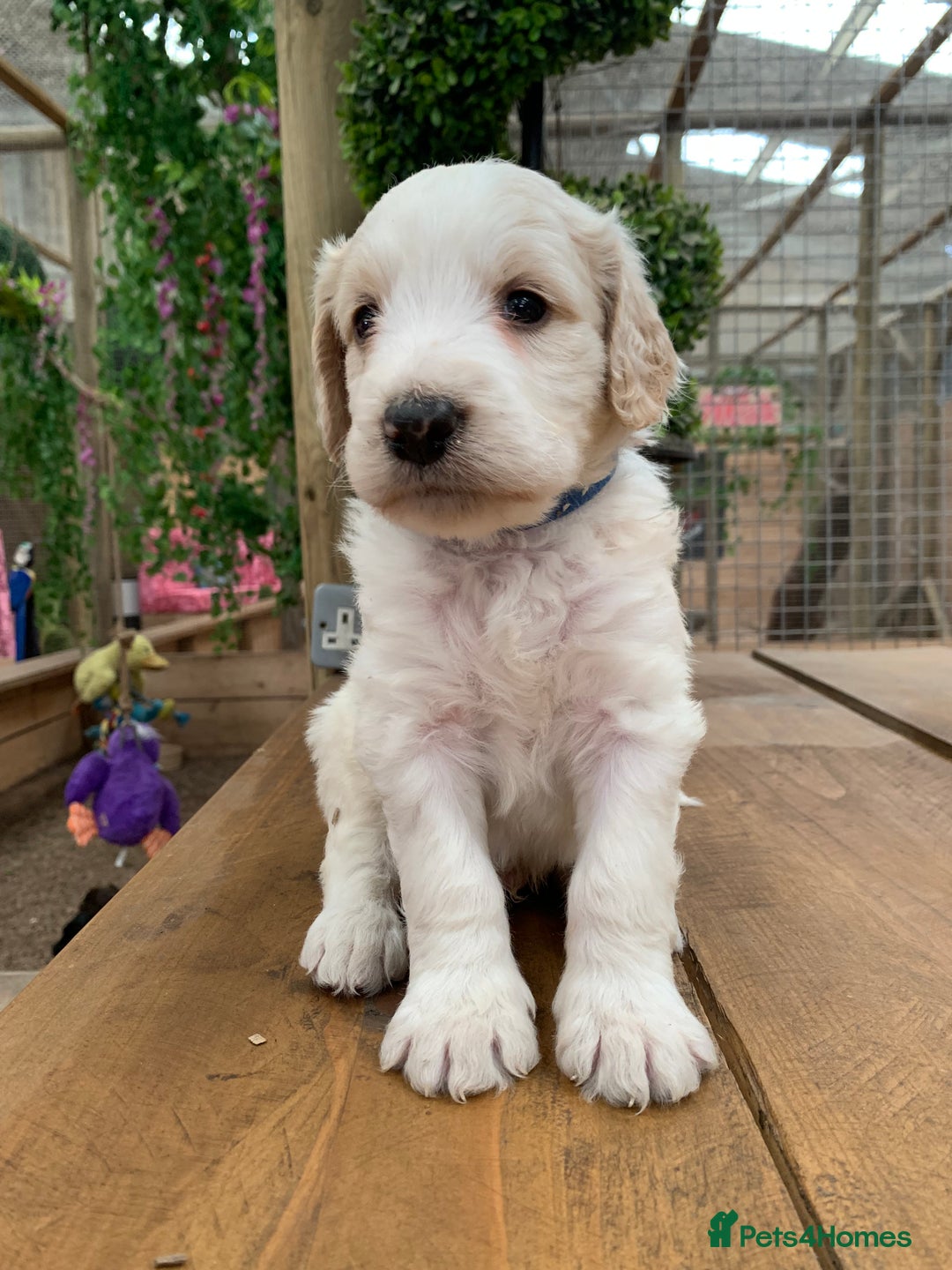 Bernedoodle dogs for sale: Midi Medium Bernedoodle Puppies  - Image 2