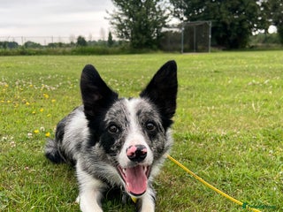 Border Collie dogs Merle border collie male - Advert 4
