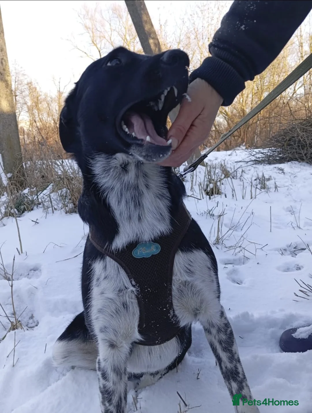 Mixed Breed dogs for adoption: ❤️GEMMIE❤️1yo girl, who chose life, people and fun - Advert 10