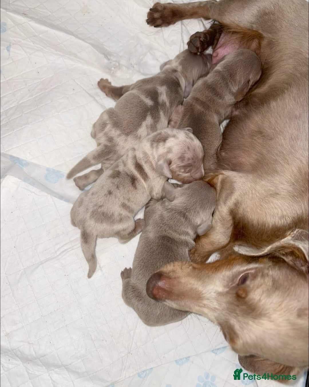 Miniature Dachshund dogs for sale: Miniature Dachshund puppy’s  - Image 8