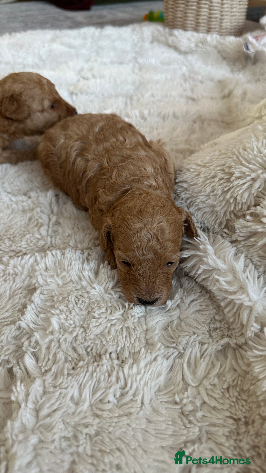 Toy Poodle dogs for sale: Toy poodles (5 girls and 2 boys) - Image 24