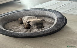 Staffordshire Bull Terrier dogs for sale: KC Reg  boy staff puppy for sale  - Image 4