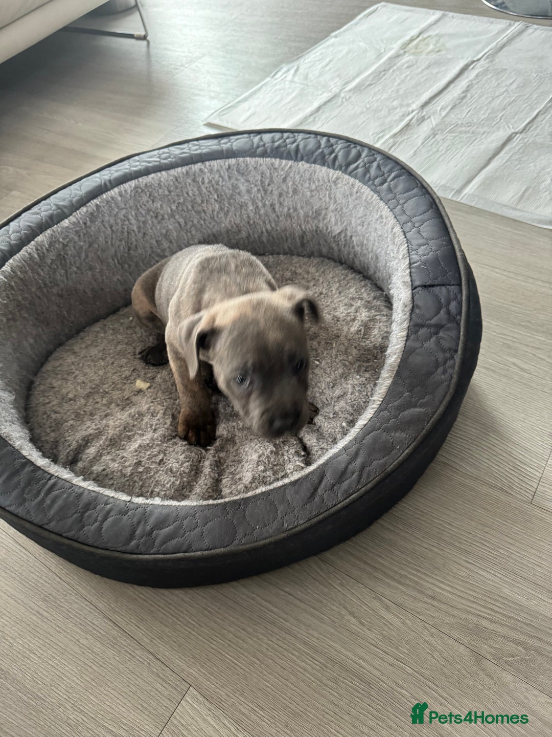 Staffordshire Bull Terrier dogs for sale: KC Reg  boy staff puppy for sale  - Image 4